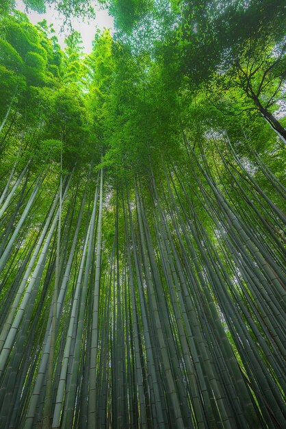 Photo full frame shot of bamboo trees