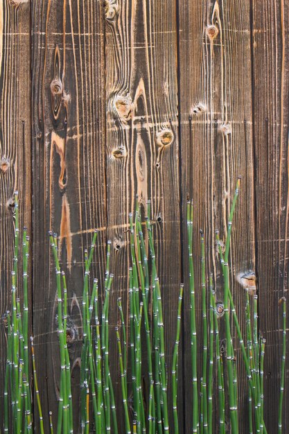 Photo full frame shot of bamboo water