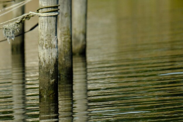 full frame shot of bamboo in water