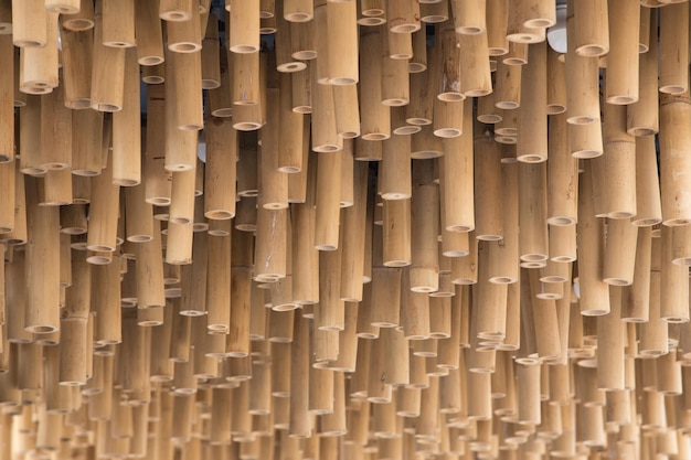 Foto immagine completa di bambù