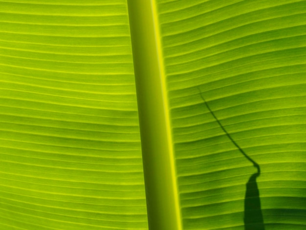 Foto fotografia completa di una foglia di banana