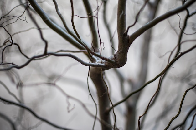 Photo full frame shot of bare tree