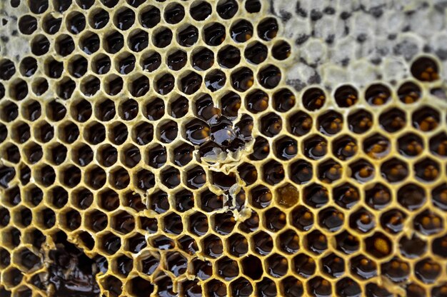 Photo full frame shot of beehive