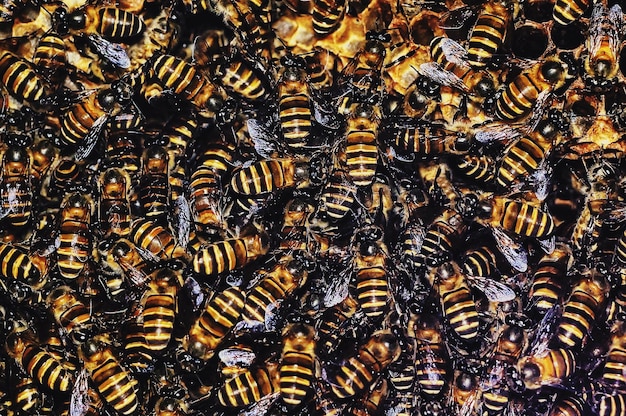 Full frame shot of bees