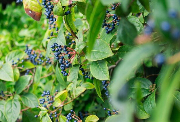 Full frame shot of berries growing on tree