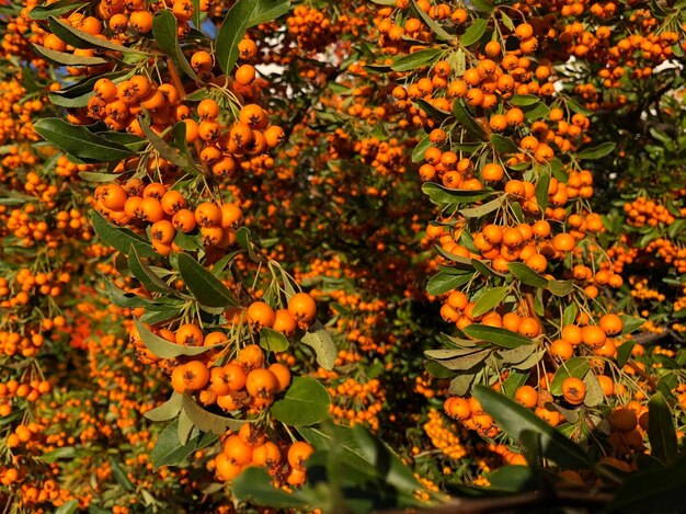 Photo full frame shot of berries growing on trees