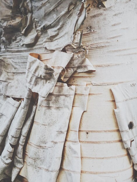 Photo full frame shot of birch bark