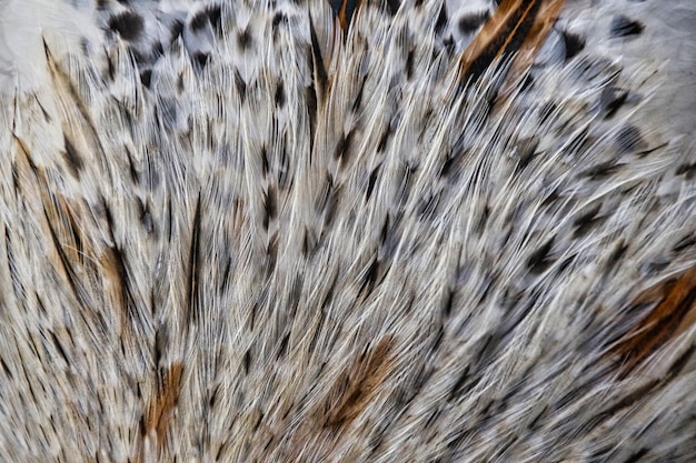 Photo full frame shot of a bird