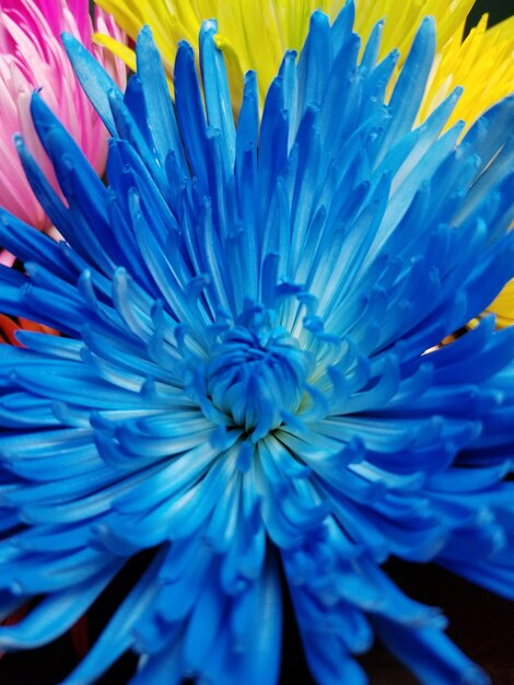 Full frame shot of blue flower blooming outdoors