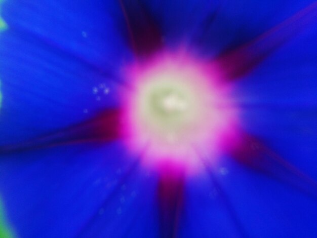 Full frame shot of blue flower