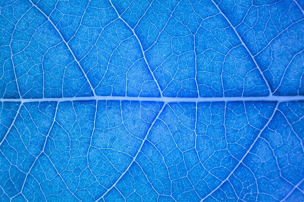 Full frame shot of blue leaf