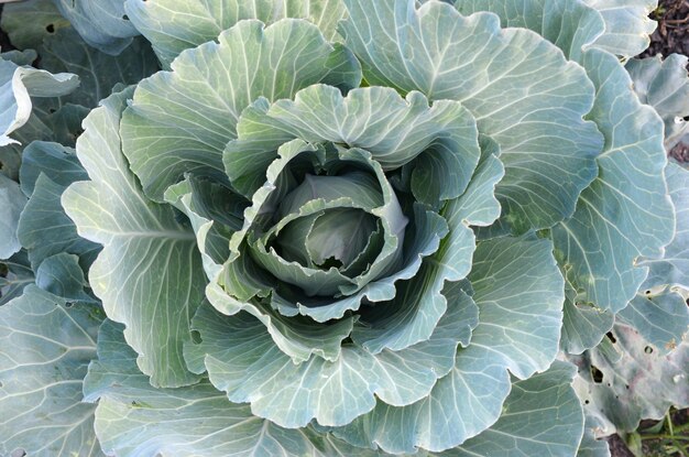 Full frame shot of cabbage