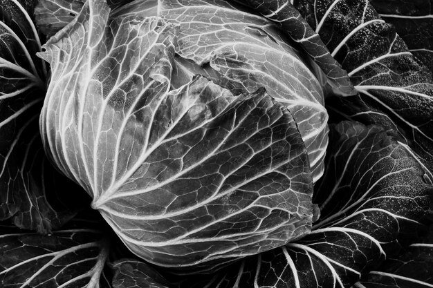 Photo full frame shot of a cabbage