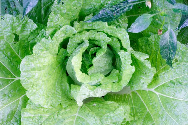 Photo full frame shot of cabbage