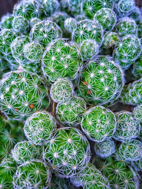 Full frame shot of cacti