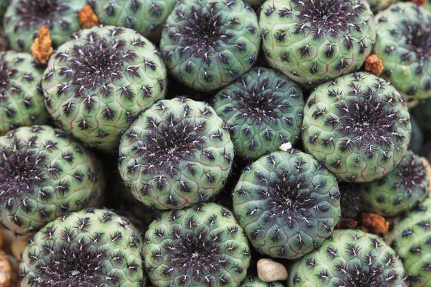 Photo full frame shot of cactus fruits