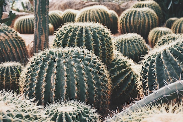 Photo full frame shot of cactus growing on field