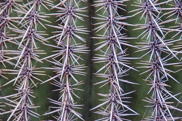 Foto fotografia completa della pianta di cactus