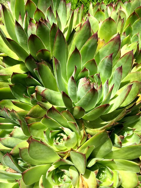 Full frame shot of cactus plant