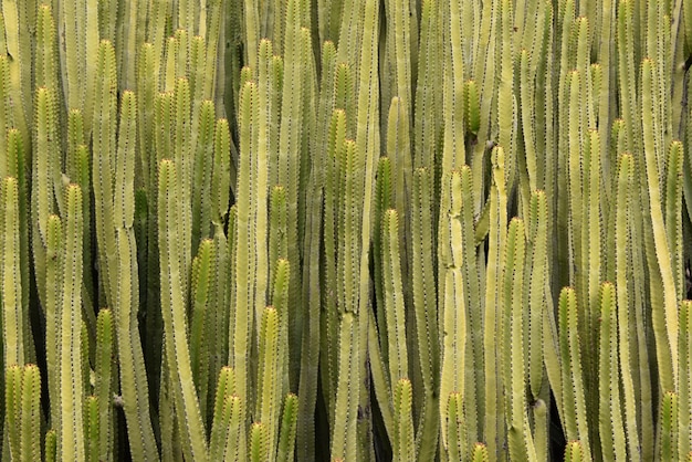 カクタス植物のフルフレーム写真
