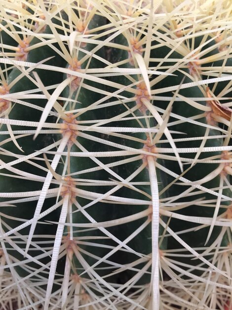 Foto fotografia completa di un cactus
