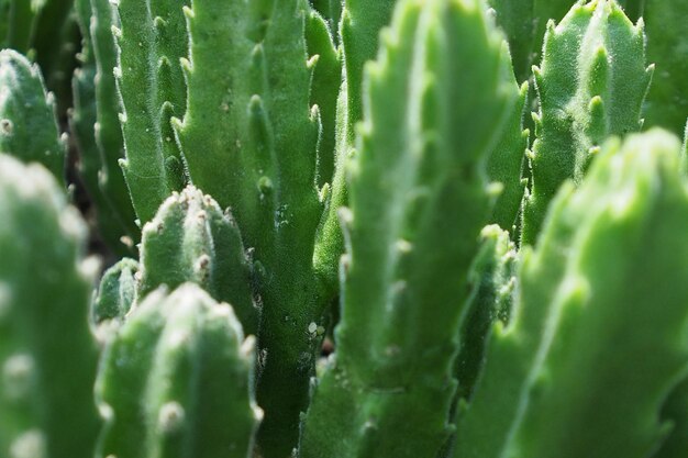 Full frame shot of cactus