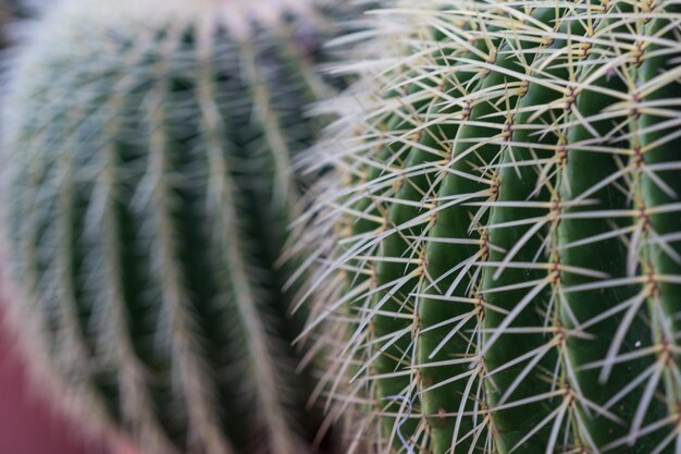 Foto fotografia completa di un cactus