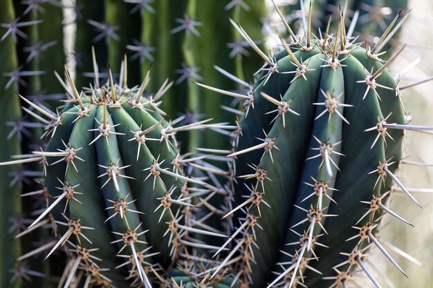 Photo full frame shot of cactus