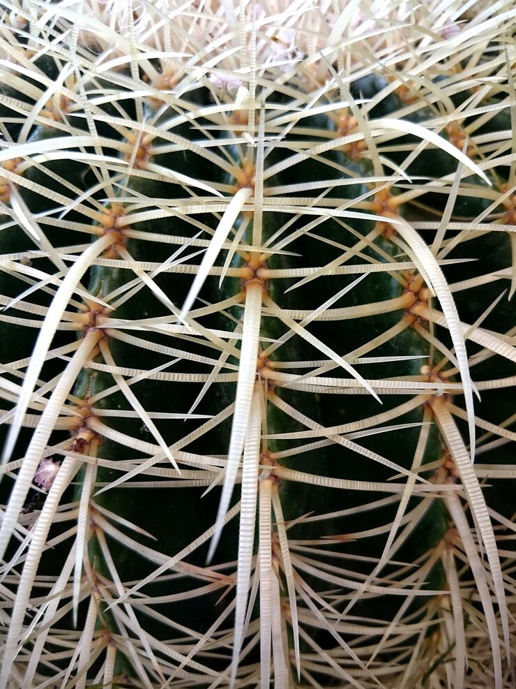 Photo 一幅完整的仙人掌照片