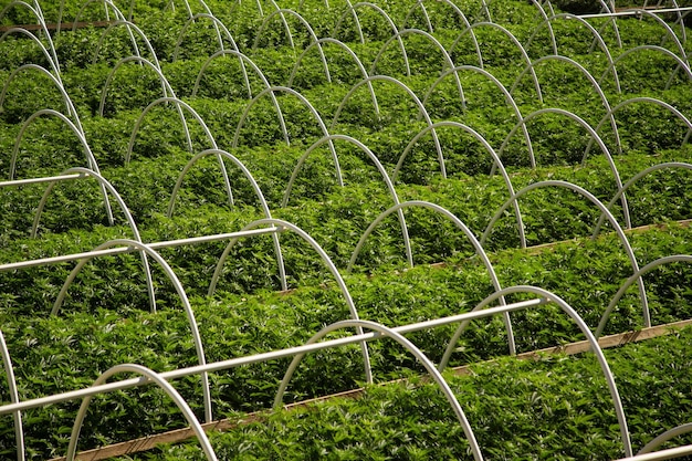 full frame shot of cannabis plants in greenhouse