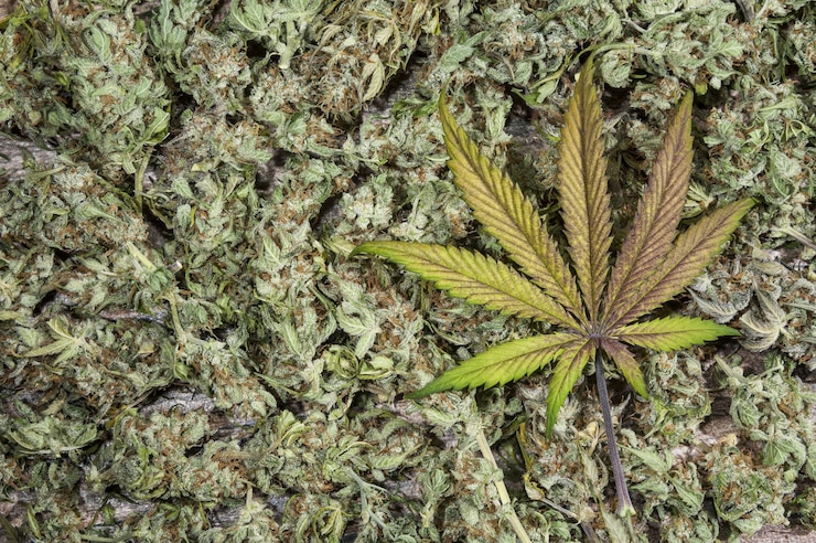 Photo 大麻の植物のフルフレームショット