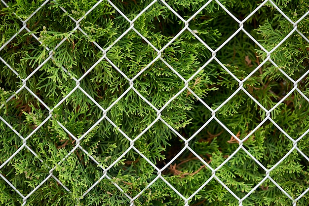 Full frame shot of chainlink fence by plants