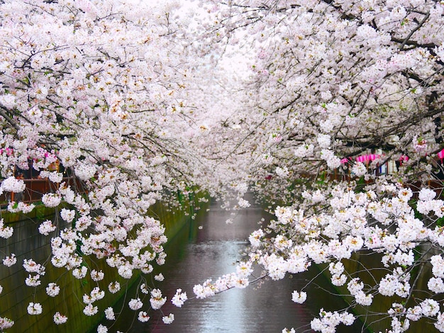 Photo full frame shot of cherry blossom tree against sky