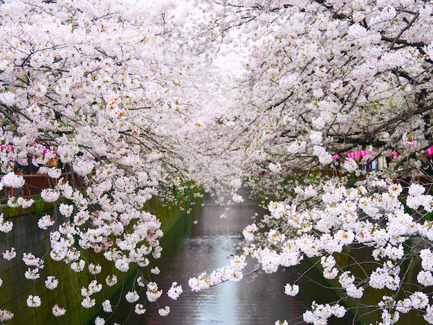 空に照らされた桜の花の木のフルフレームショット