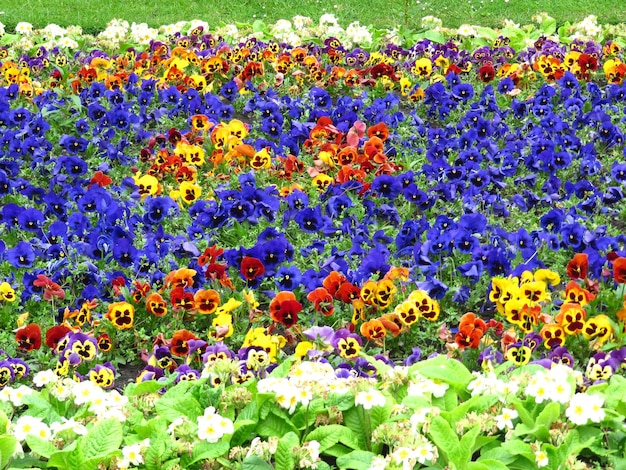 Foto fotografia completa di fiori colorati che fioriscono nel campo