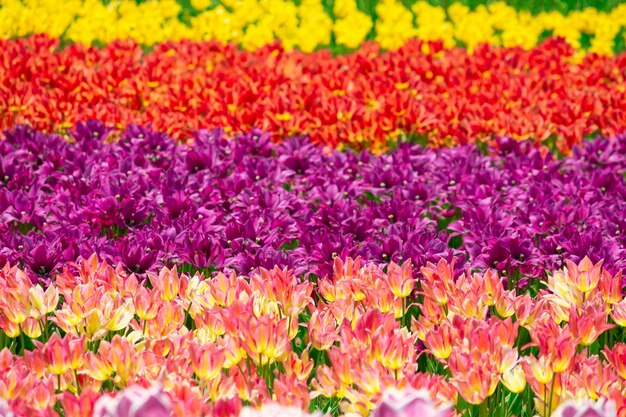 Full frame shot of colorful tulips in field