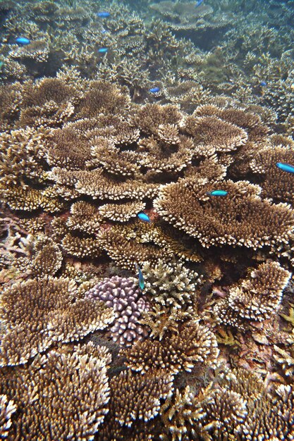 Photo full frame shot of coral in sea
