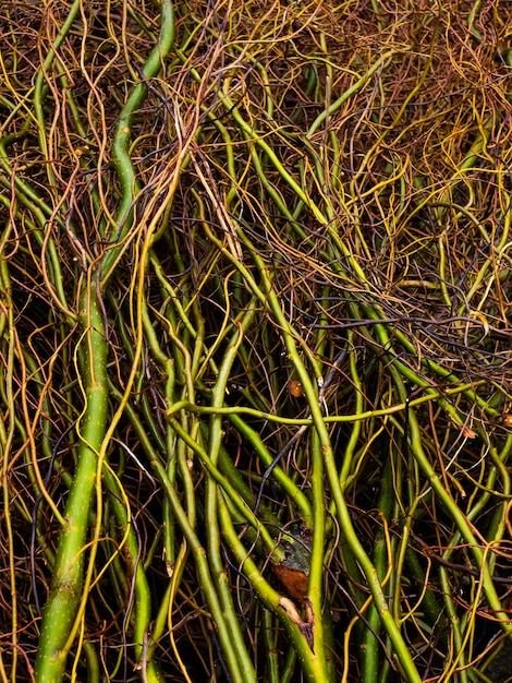 Photo full frame shot of corn field