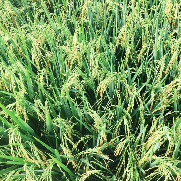 Full frame shot of corn field