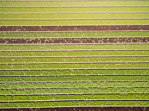 Photo full frame shot of corn field