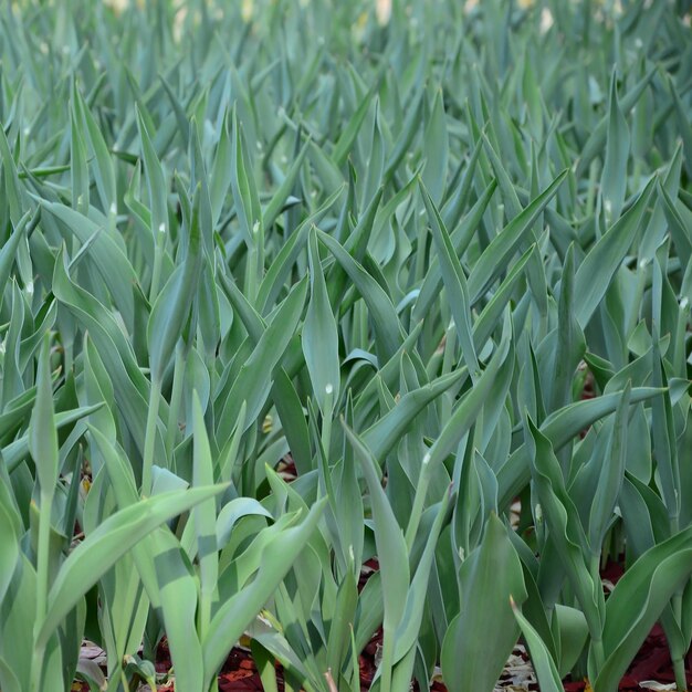 Photo full frame shot of corn field