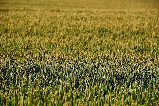 Photo full frame shot of corn field