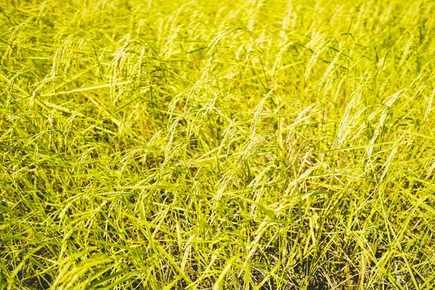 Full frame shot of corn field