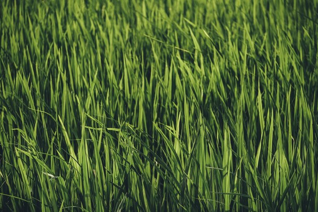 Full frame shot of corn field