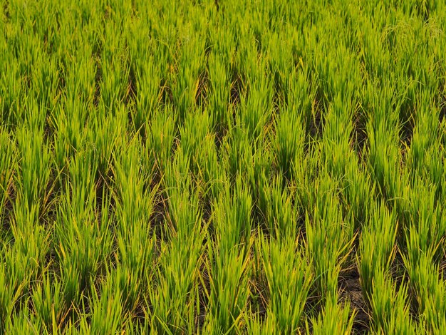 Photo full frame shot of corn field