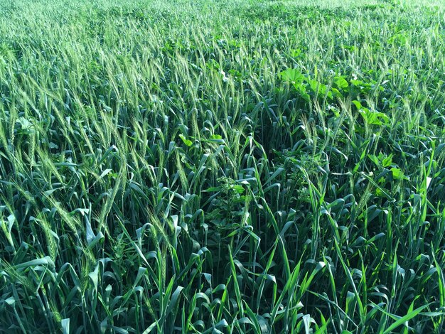 Full frame shot of corn field