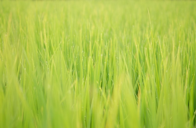 Photo full frame shot of corn field