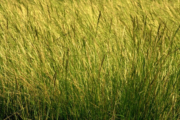 Full frame shot of corn field