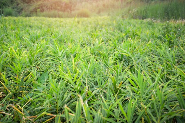 Full frame shot of corn field