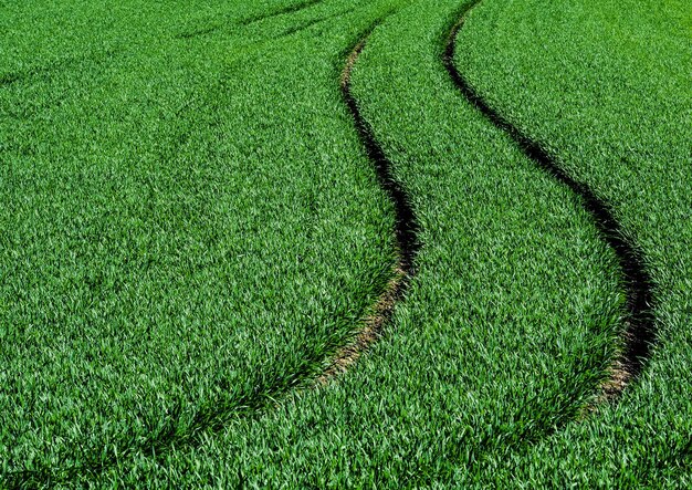 Full frame shot of corn field